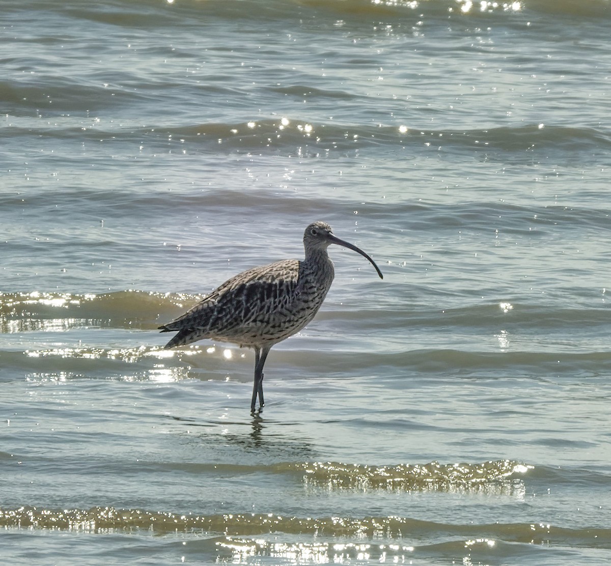 Courlis de Sibérie - ML644537724