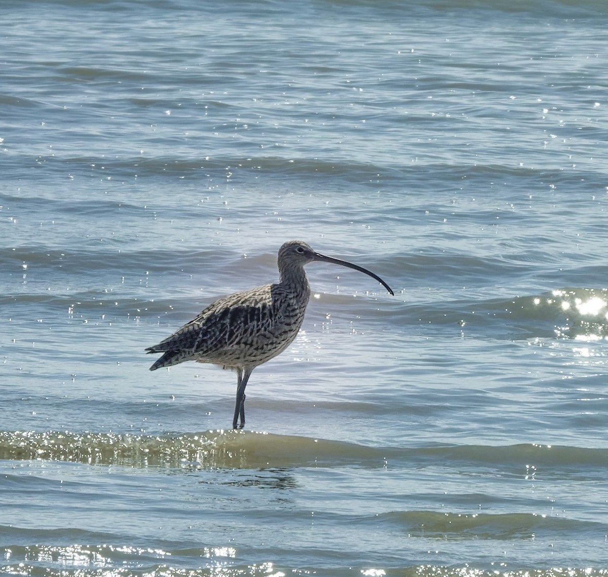 Courlis de Sibérie - ML644537725