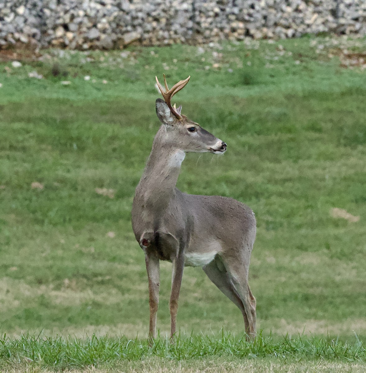 Animals - ML644537729