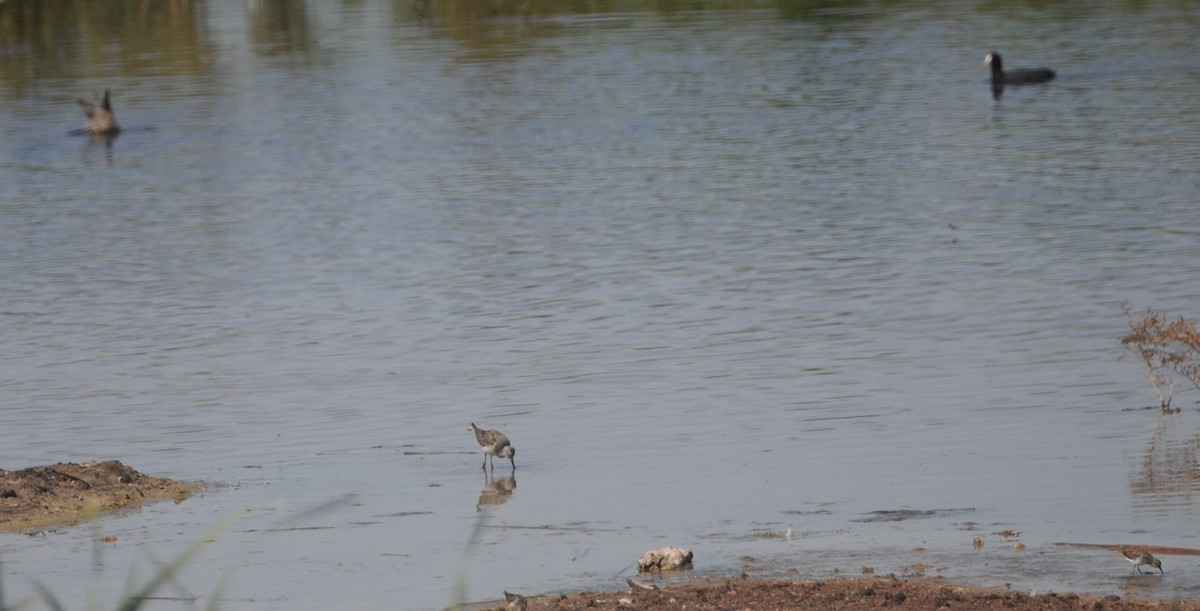 Bécasseau à échasses - ML644537737