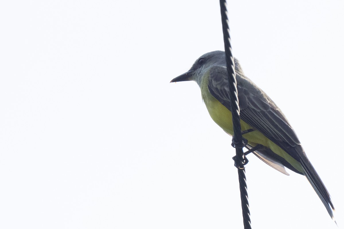 Tropical Kingbird - ML644537744