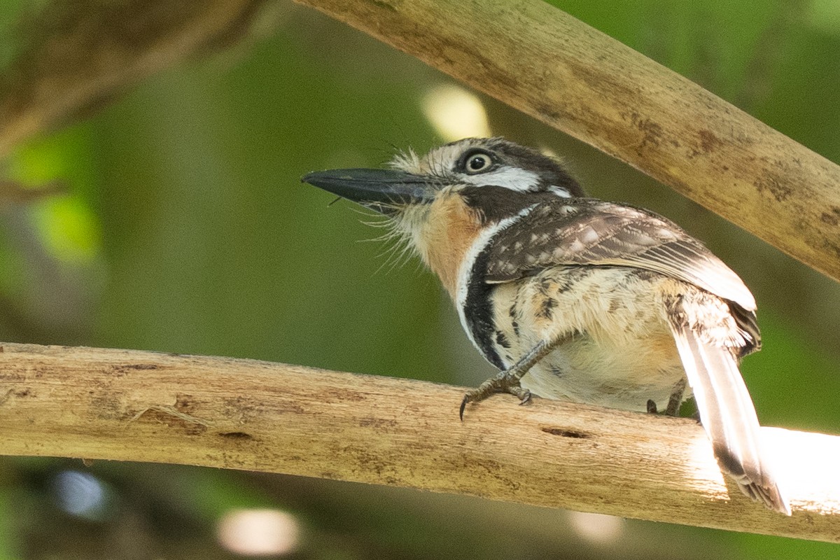 Russet-throated Puffbird - ML644537750
