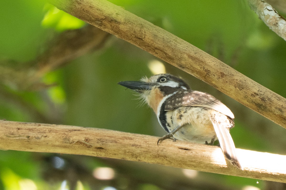 Russet-throated Puffbird - ML644537751