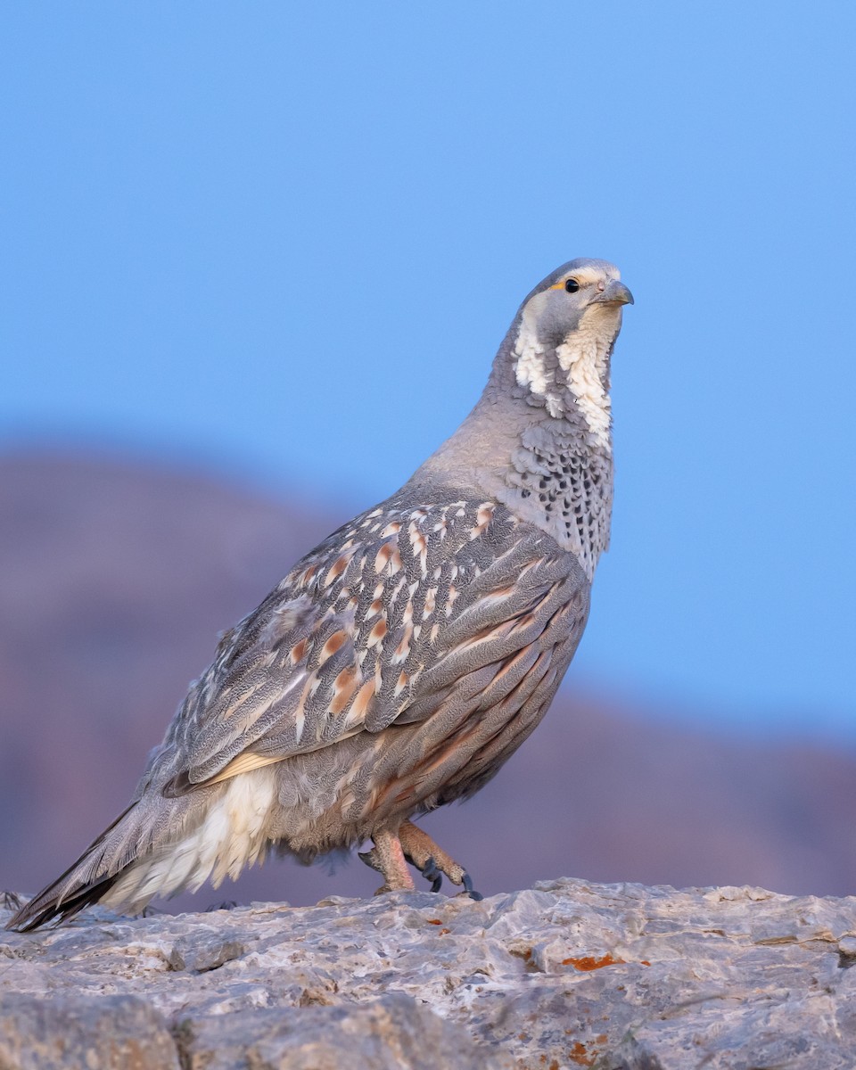 Perdigallo del Caspio - ML644537757