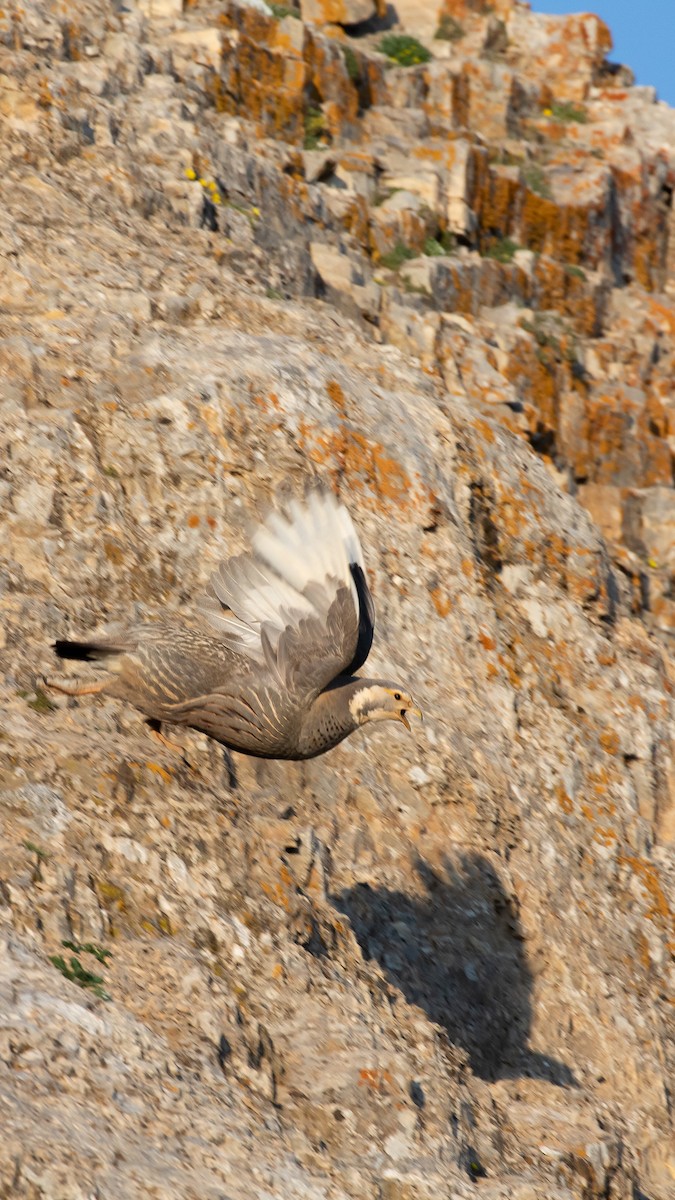 Perdigallo del Caspio - ML644537758