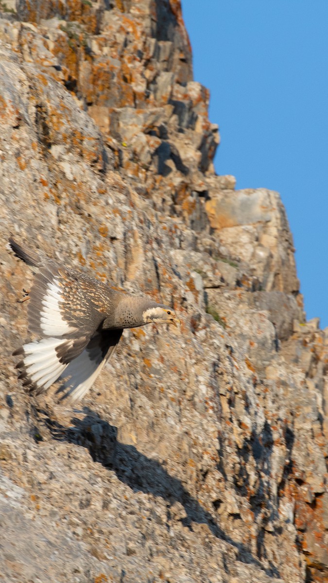 Perdigallo del Caspio - ML644537759