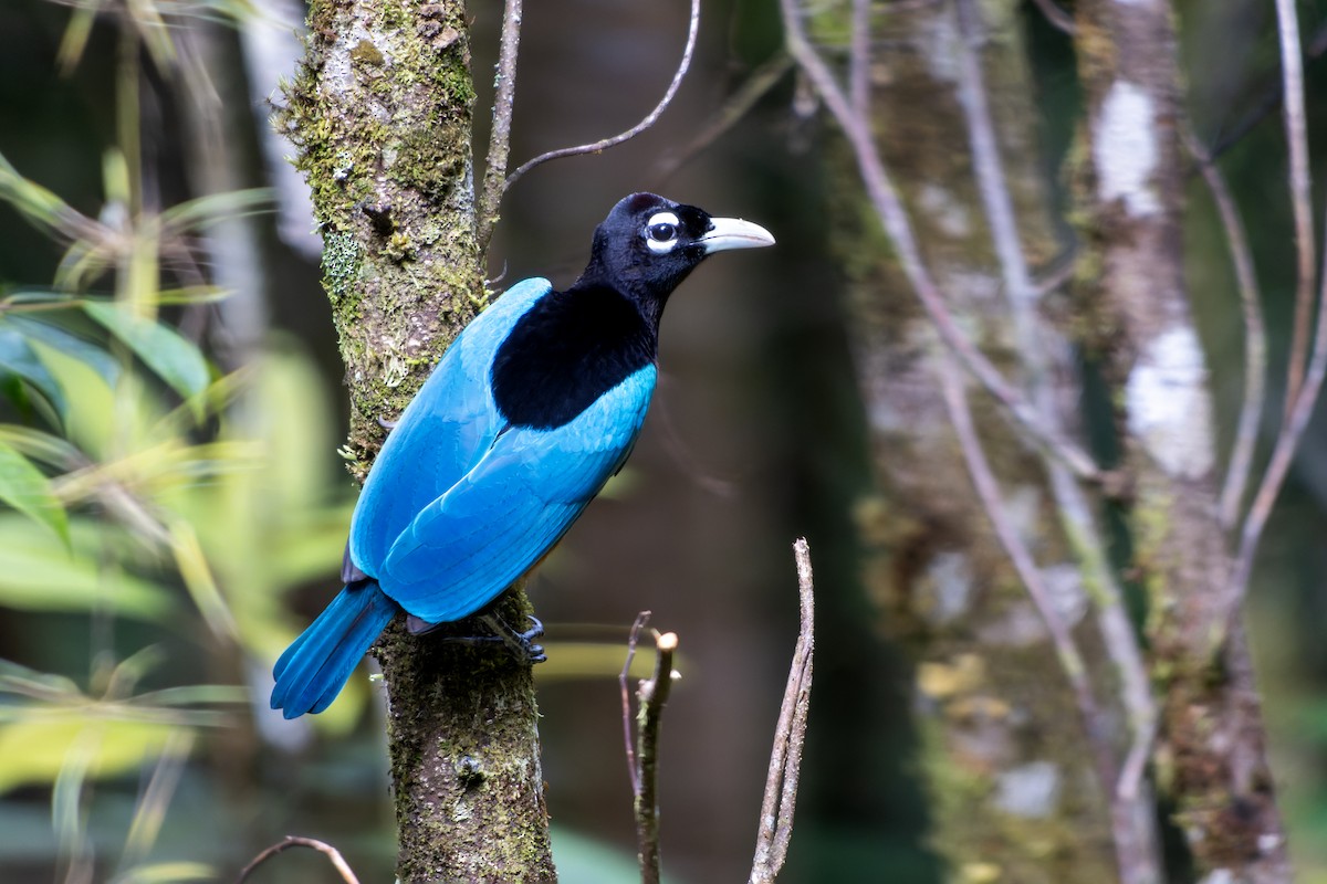 Blue Bird-of-Paradise - ML644537760