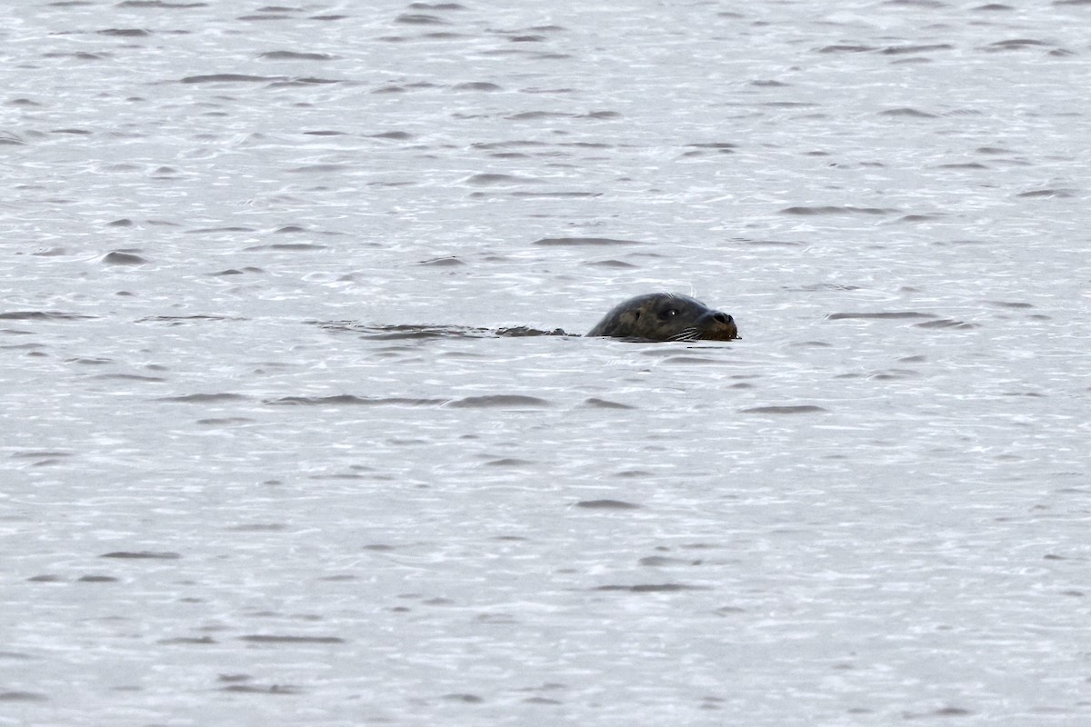 Harbor Seal - ML644537781
