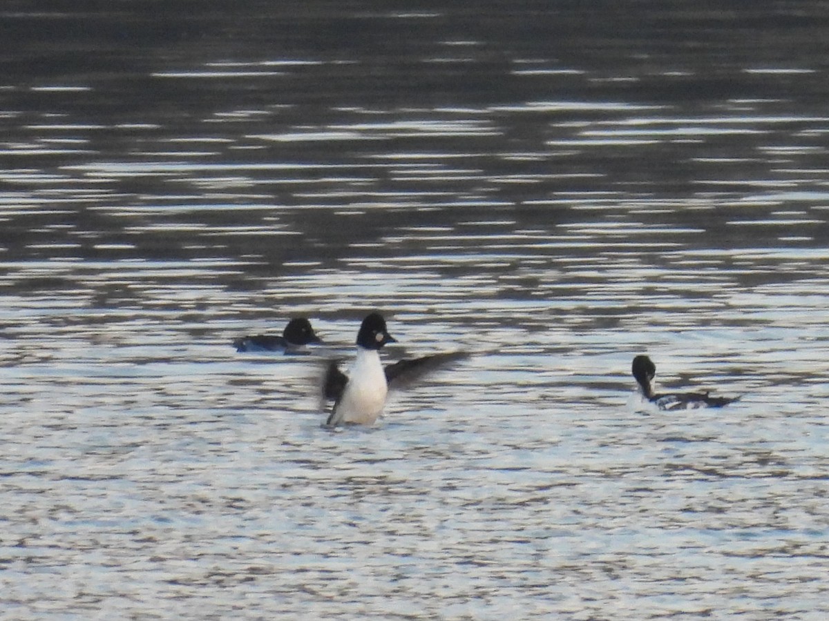 ホオジロガモ - ML644537784