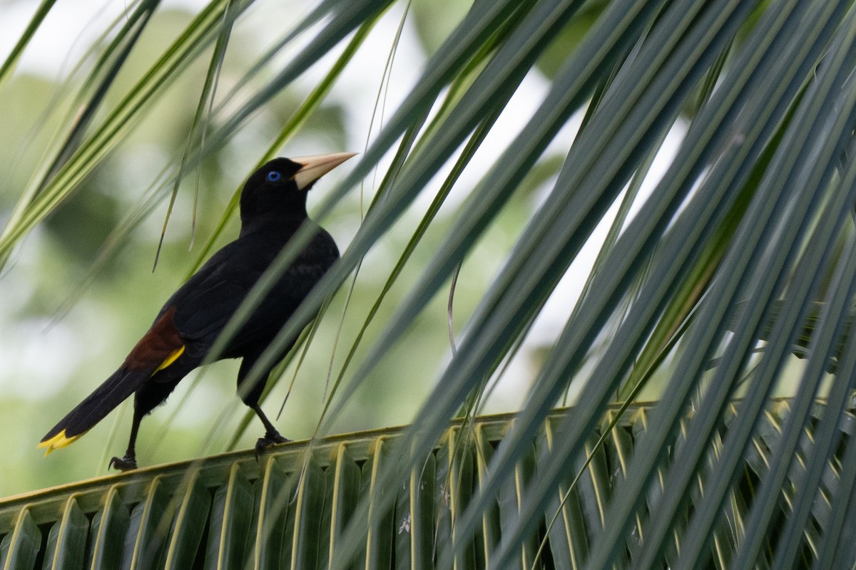 カンムリオオツリスドリ - ML644537803