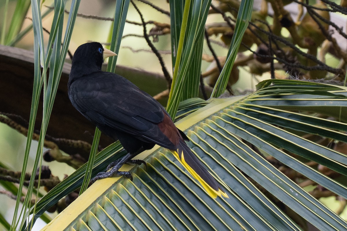 カンムリオオツリスドリ - ML644537804