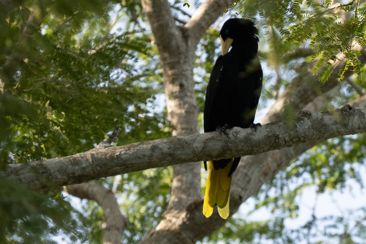 カンムリオオツリスドリ - ML644537805