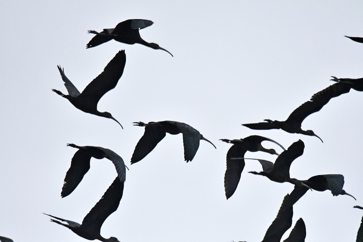 ibis hnědý - ML644537806