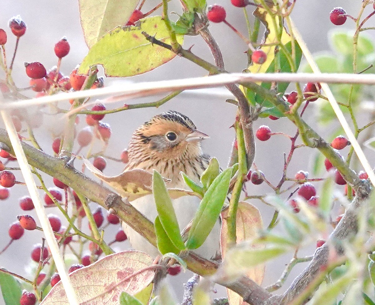 LeConte's Sparrow - ML644537817