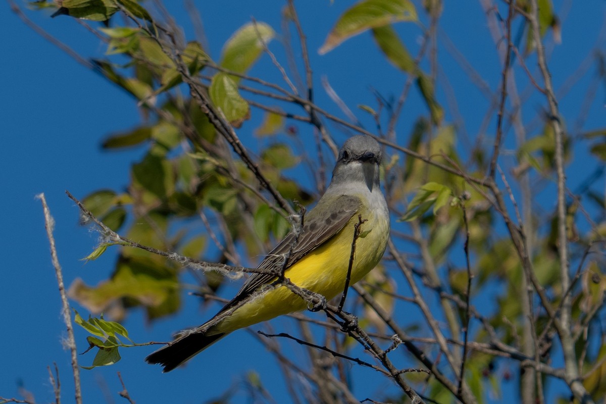 Tyran de l'Ouest - ML644537820