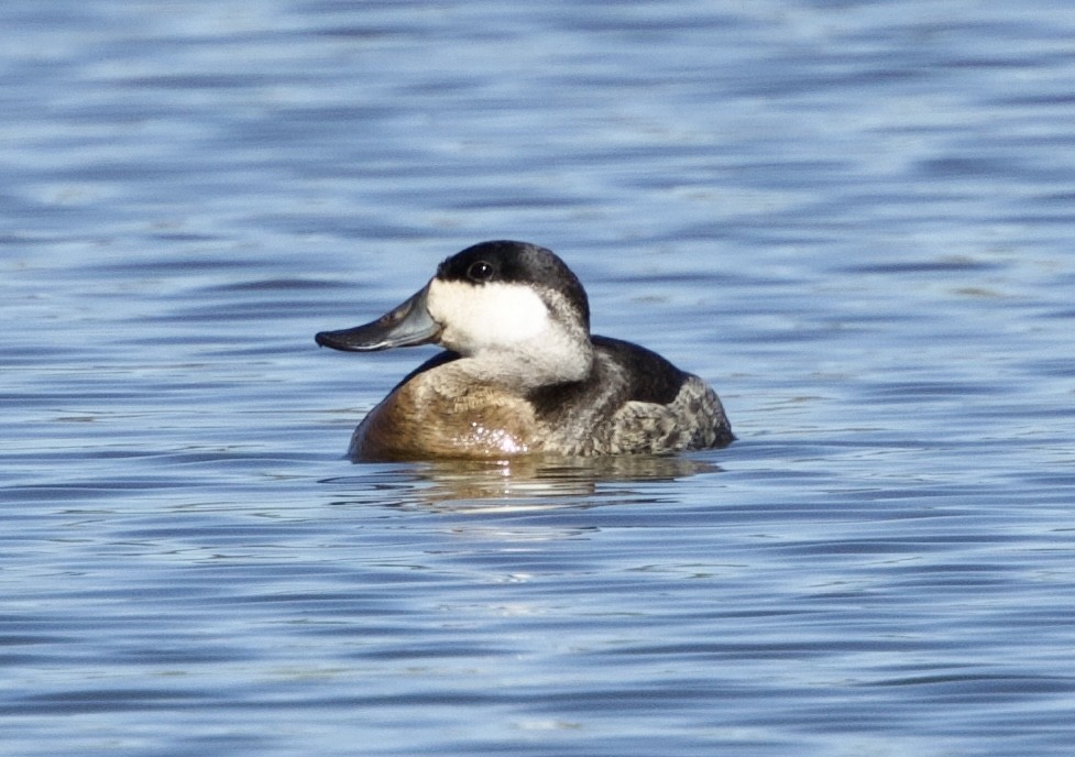 Ruddy Duck - ML644537821