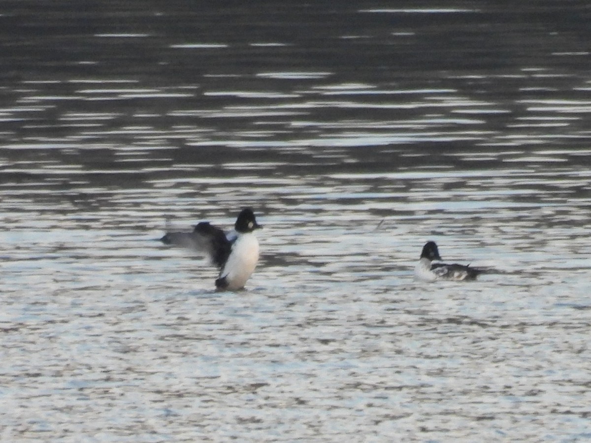 ホオジロガモ - ML644537828