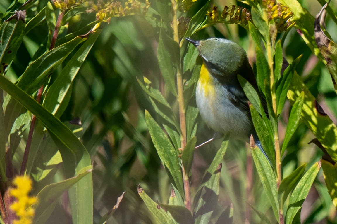 Northern Parula - ML644537829