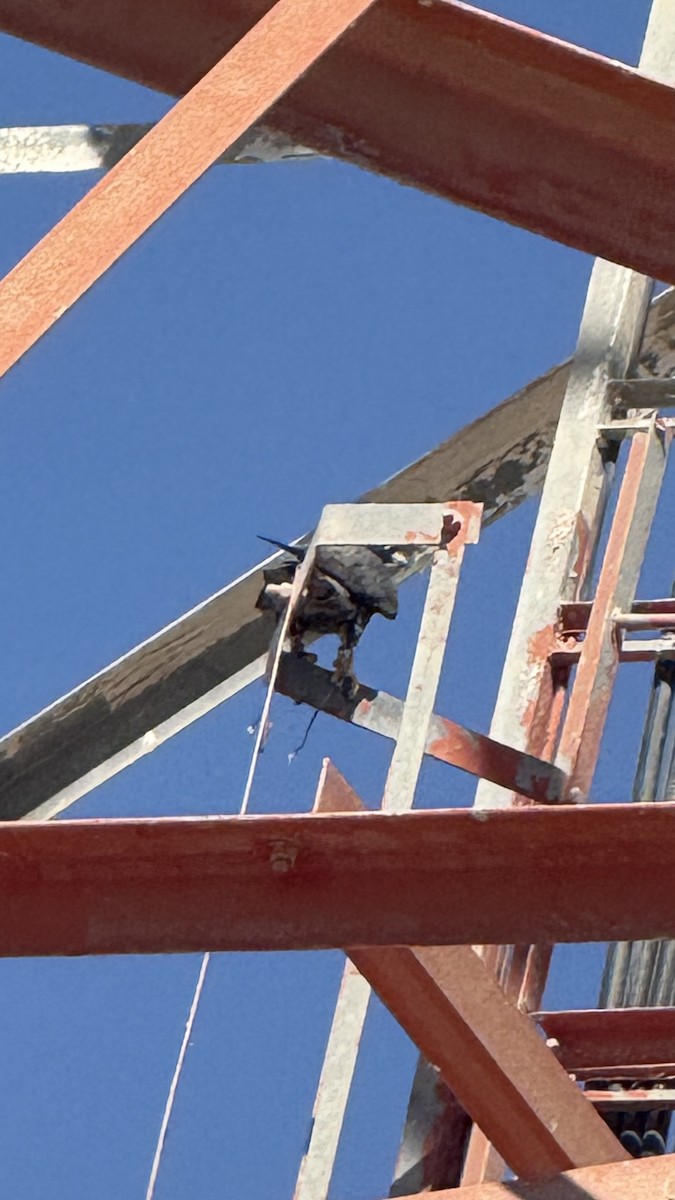 Сапсан - ML644537830