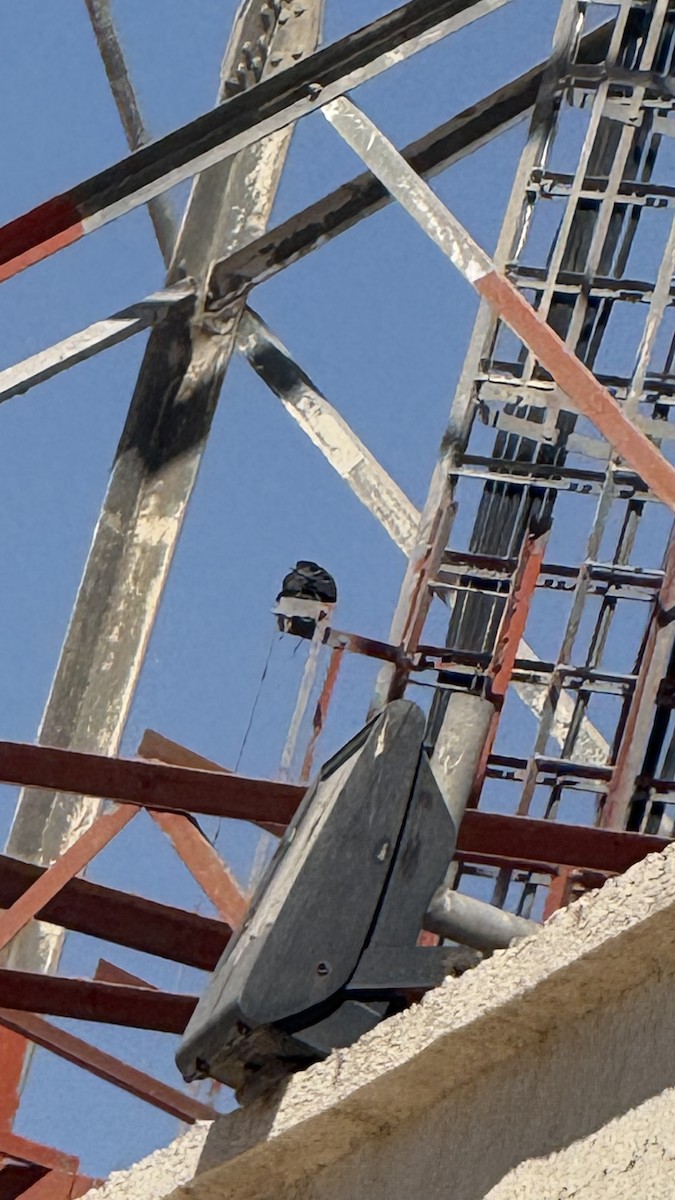 Сапсан - ML644537832