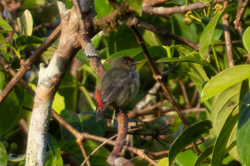 Red-capped Flowerpecker - ML644537834