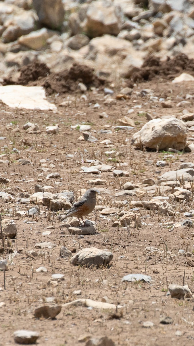 Sordone - ML644537838