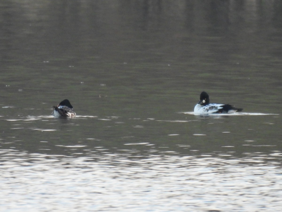 ホオジロガモ - ML644537839