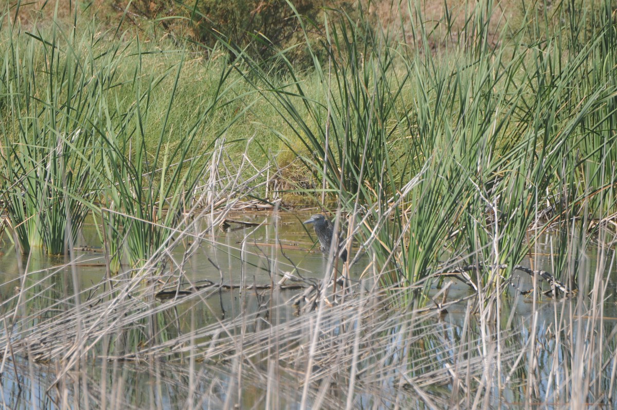 gulkronehegre - ML644537840