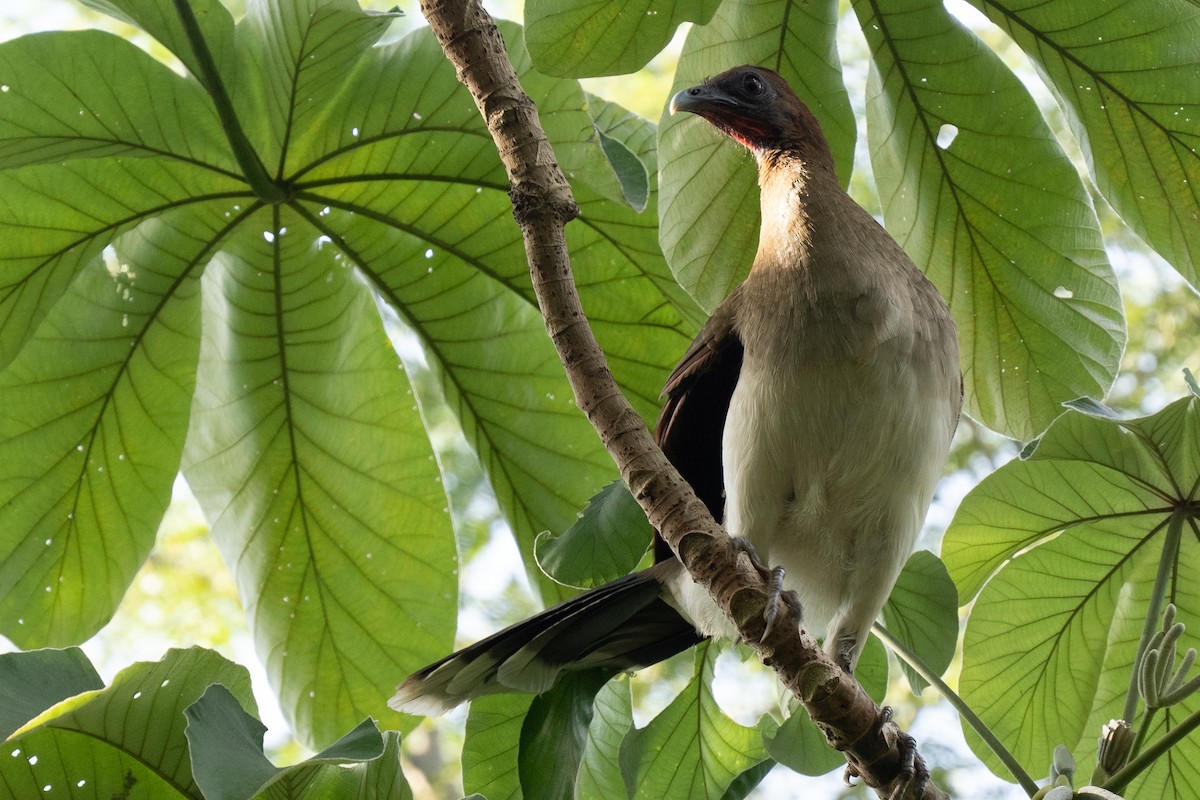 Chestnut-winged Chachalaca - ML644537841