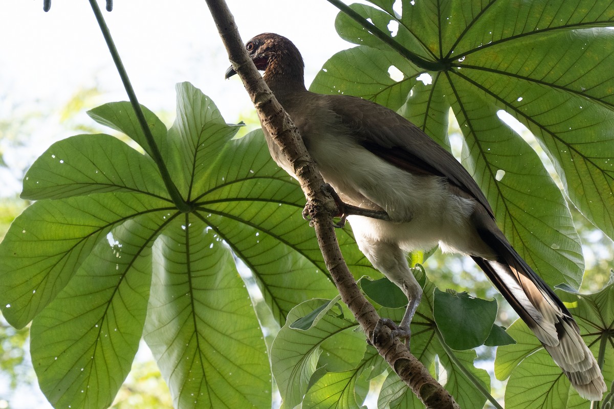 Chestnut-winged Chachalaca - ML644537842