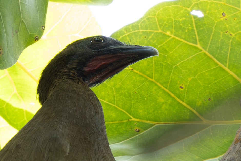 Chestnut-winged Chachalaca - ML644537843