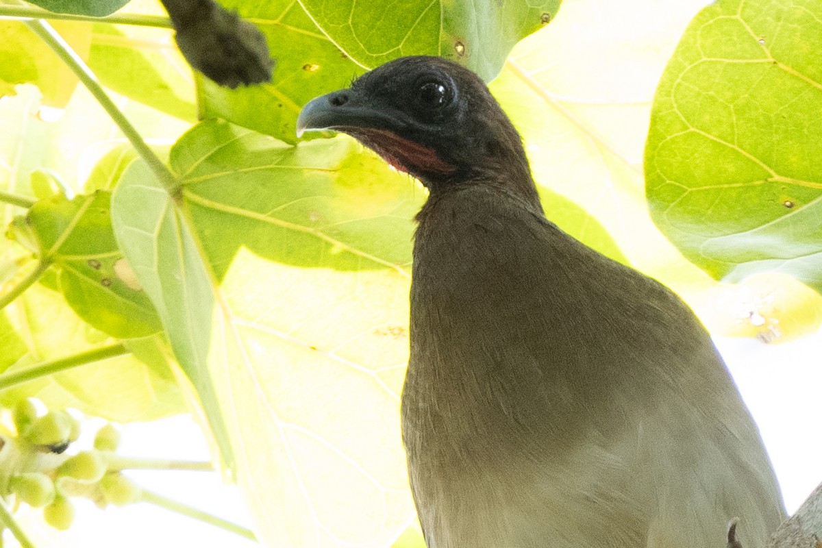 Chestnut-winged Chachalaca - ML644537844