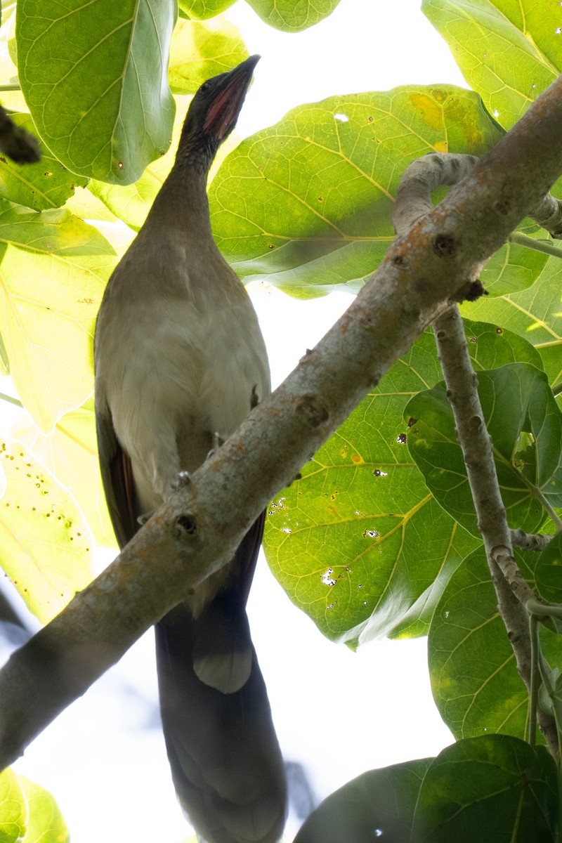 Chestnut-winged Chachalaca - ML644537845