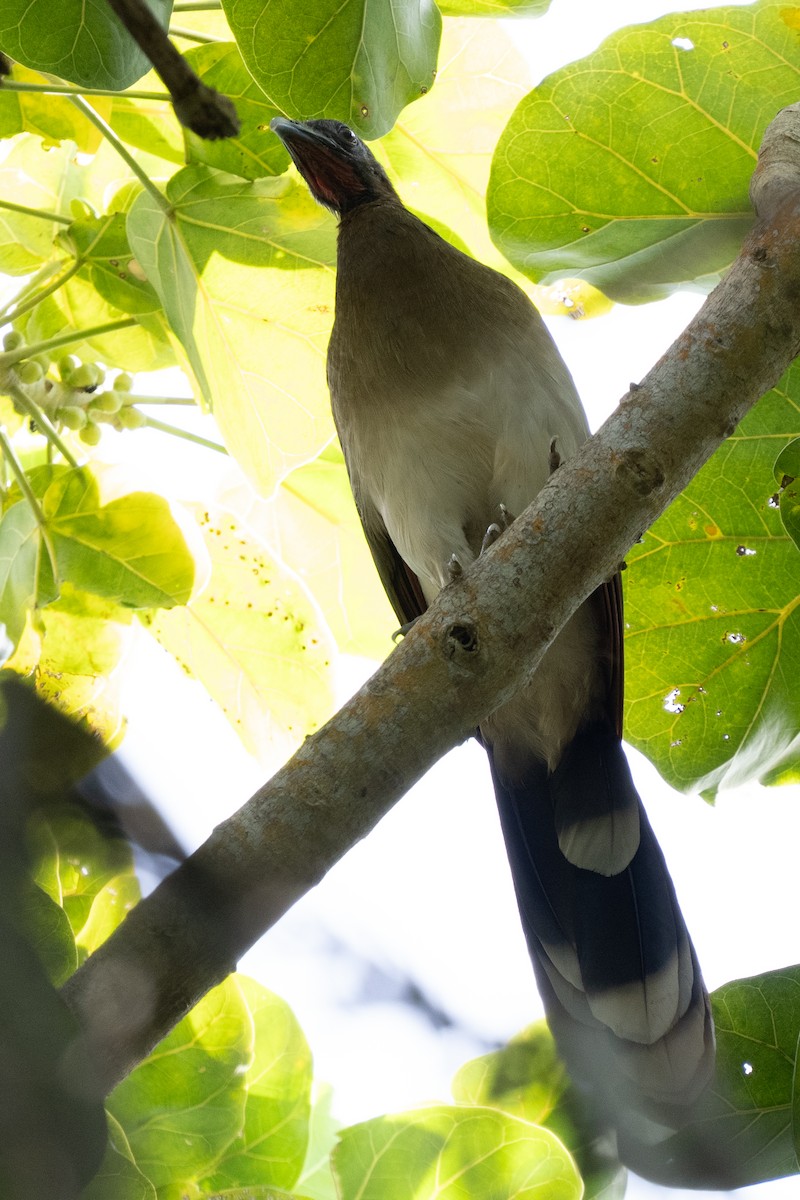 Chestnut-winged Chachalaca - ML644537846