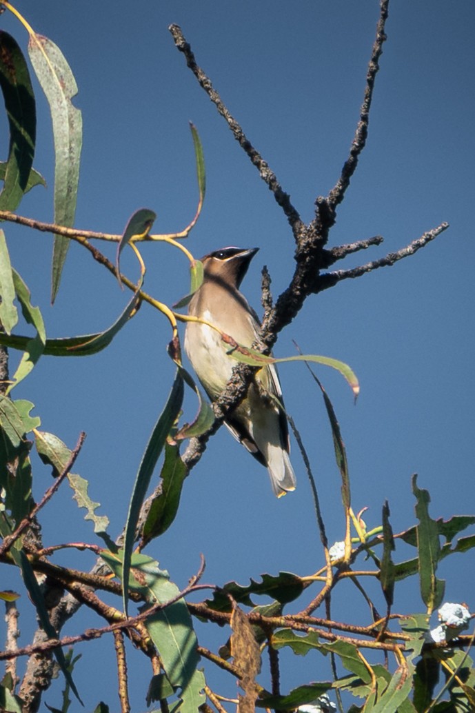 Buztanori amerikarra - ML644537847