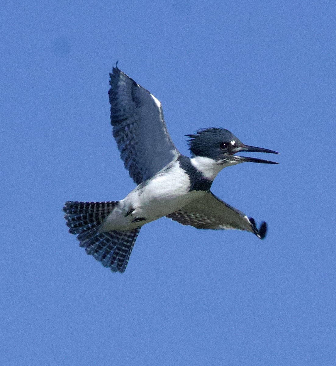Belted Kingfisher - ML644537852