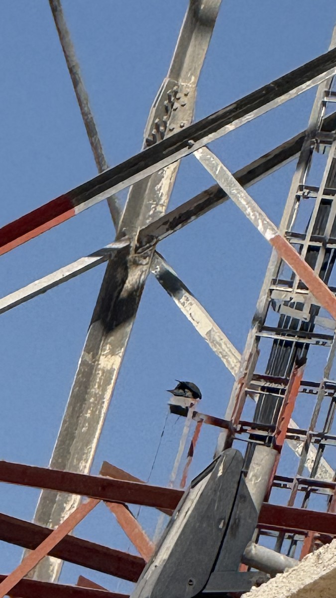 Falco sp. - ML644537857