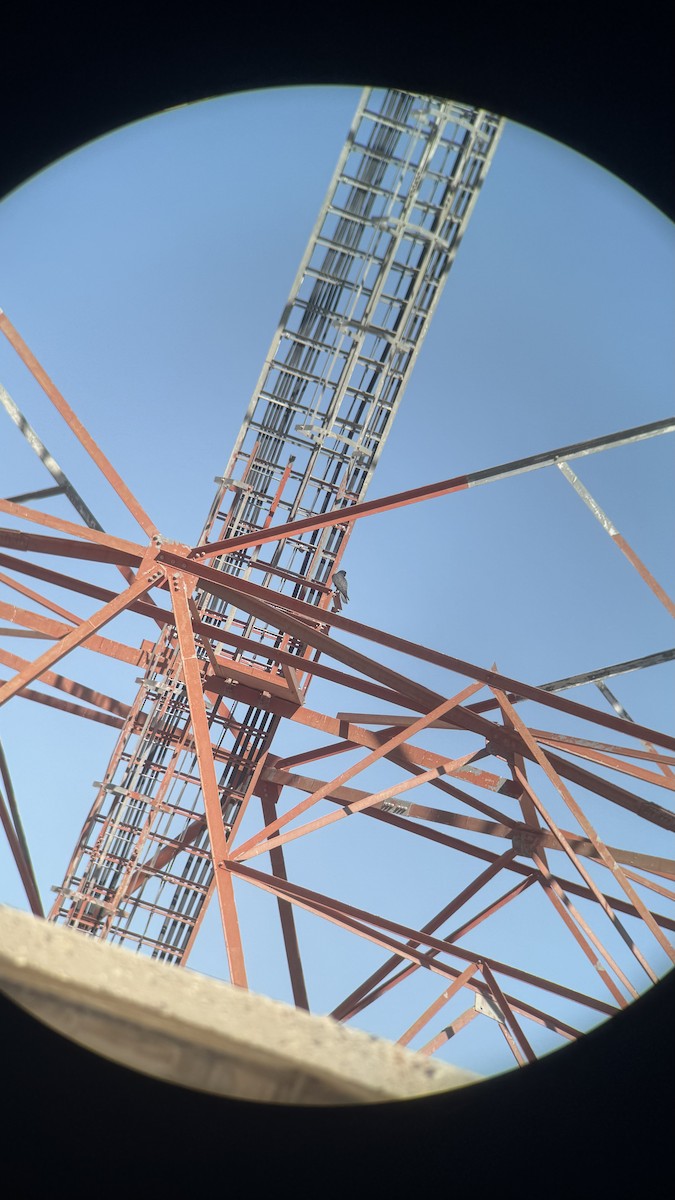 Falco sp. - ML644537858