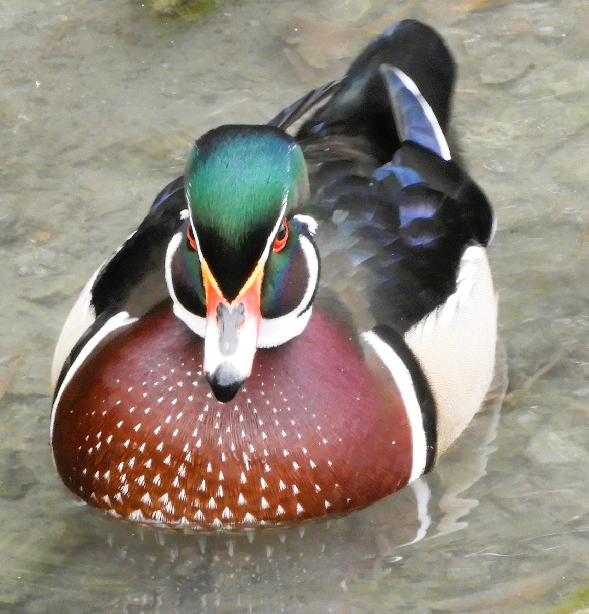 Wood Duck - ML644537867