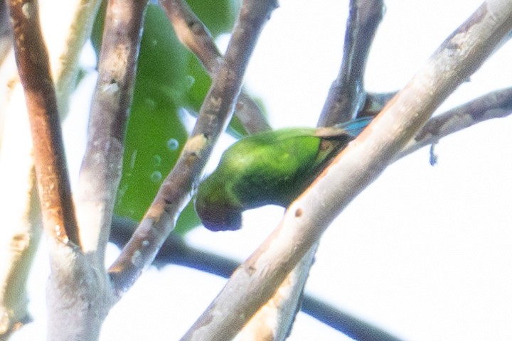 Geelvink Pygmy-Parrot - ML644537873