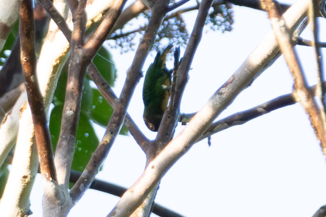 Geelvink Pygmy-Parrot - ML644537874