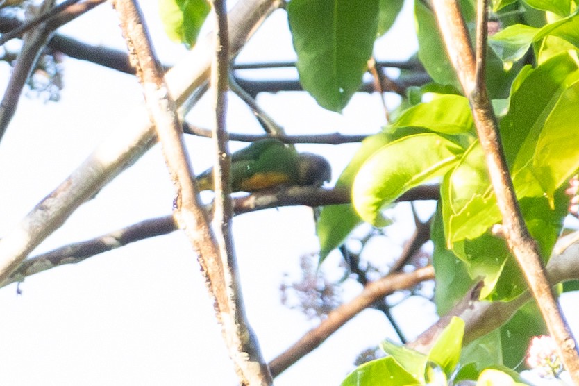 Geelvink Pygmy-Parrot - ML644537879