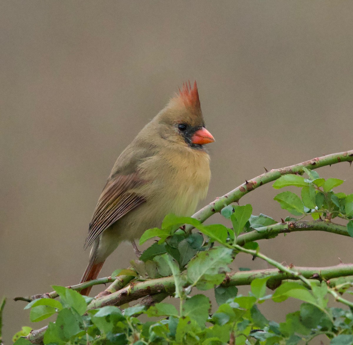 Northern Cardinal - ML644537886