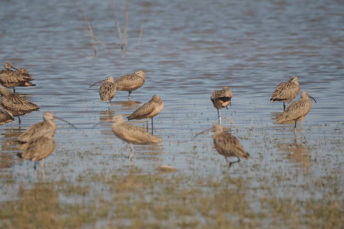 Barge marbrée - ML644537889
