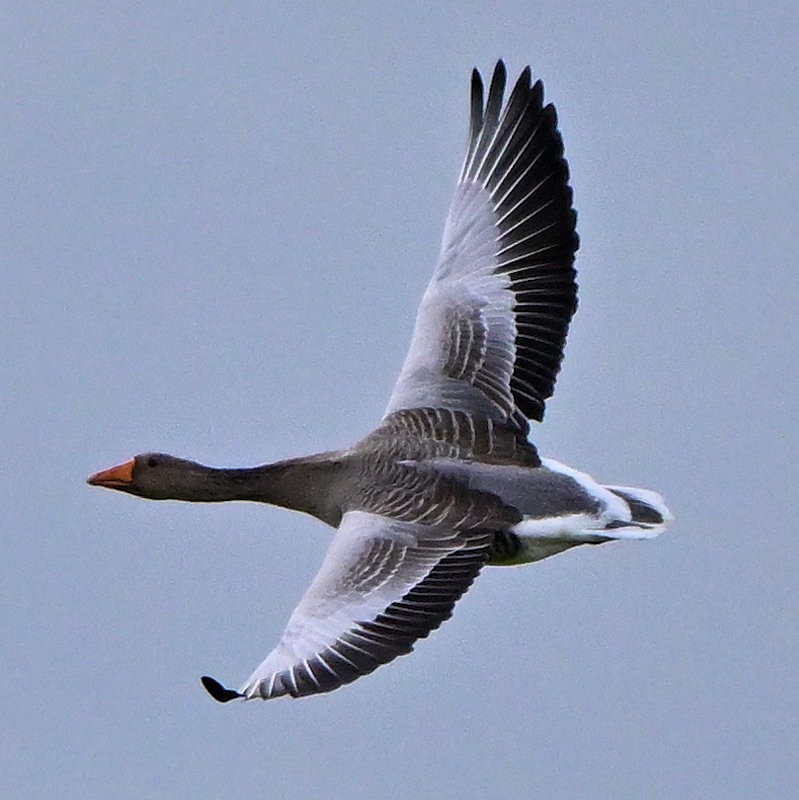 灰雁 - ML644537891