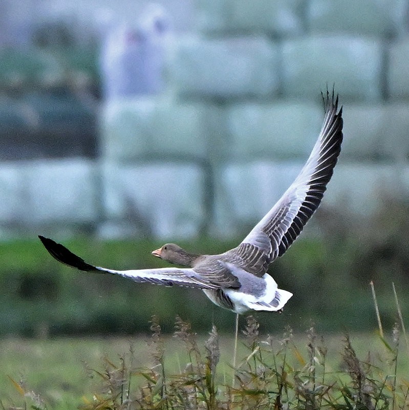 灰雁 - ML644537892