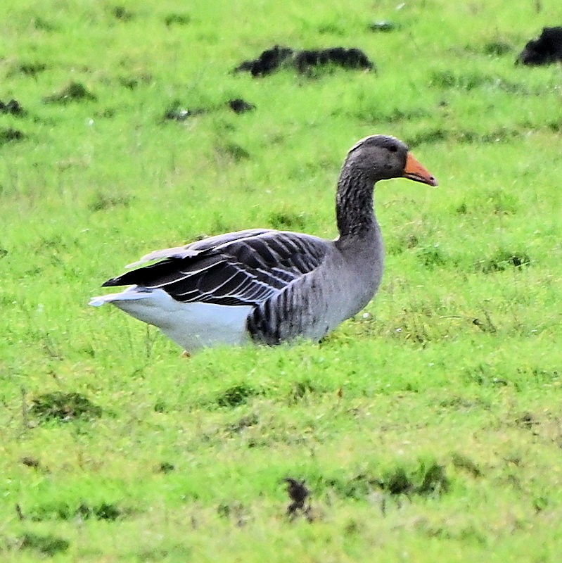 灰雁 - ML644537893