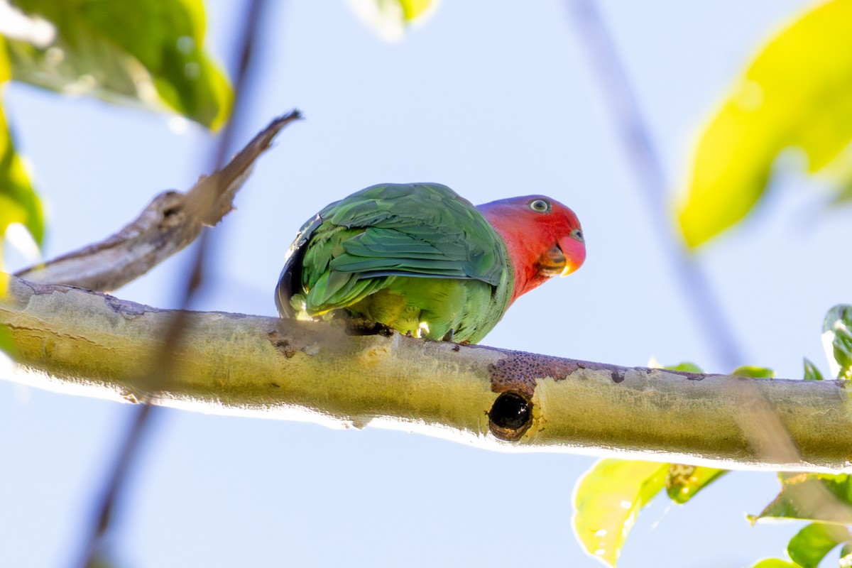 Red-cheeked Parrot - ML644537896