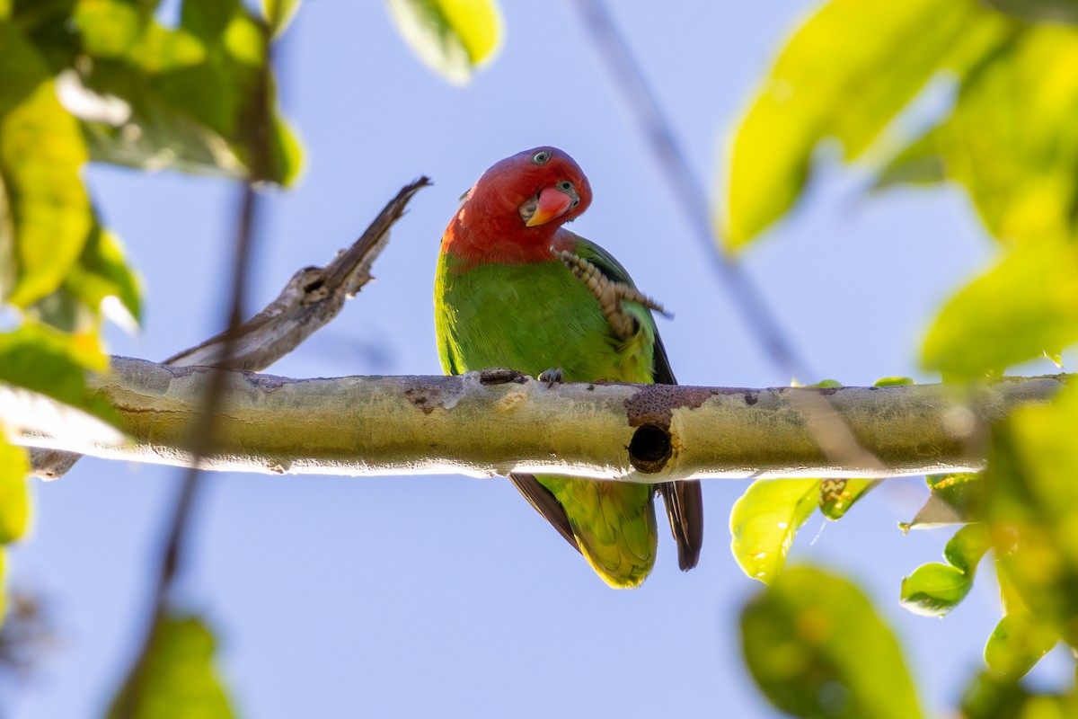 Red-cheeked Parrot - ML644537898