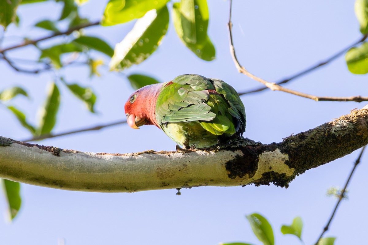 Red-cheeked Parrot - ML644537899